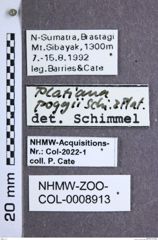 Etiketten zu Platiana poggii (NHMW-ZOO-COL-0008913)